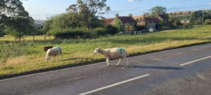 Lire la suite à propos de l’article GOATHLAND, VILLAGE