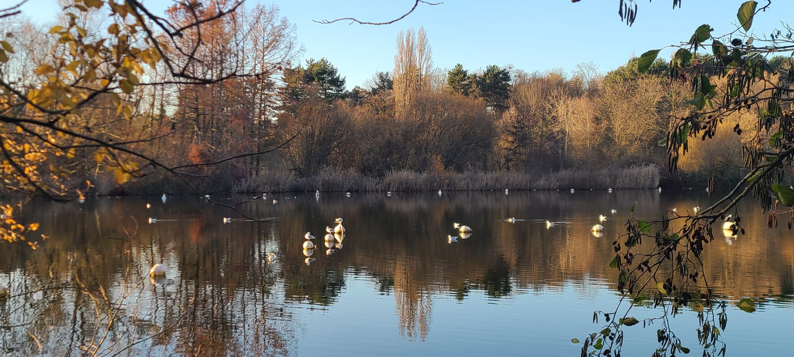You are currently viewing LA COURNEUVE, PARC-DEPARTEMENTAL-GEORGES-VALBON
