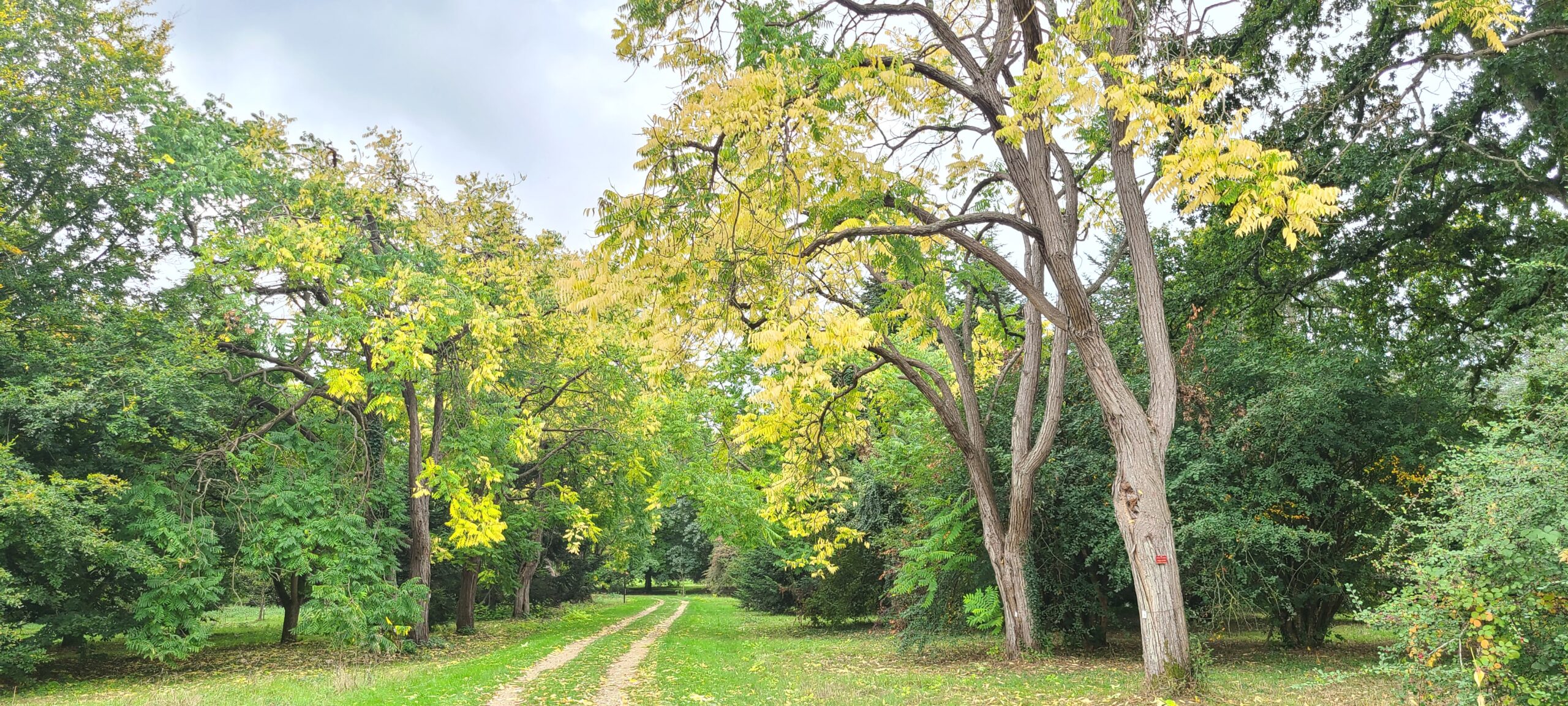 You are currently viewing LE CHESNAY-ROCQUENCOURT, ARBORETUM-DE-CHEVRELOUP