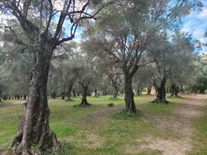Lire la suite à propos de l’article MENTON, PARC-DU-PIAN