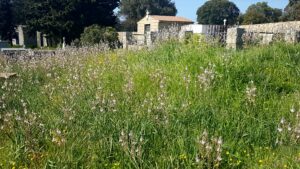 Lire la suite à propos de l’article PIANOTTOLI-CALDARELLO, CIMETIERE