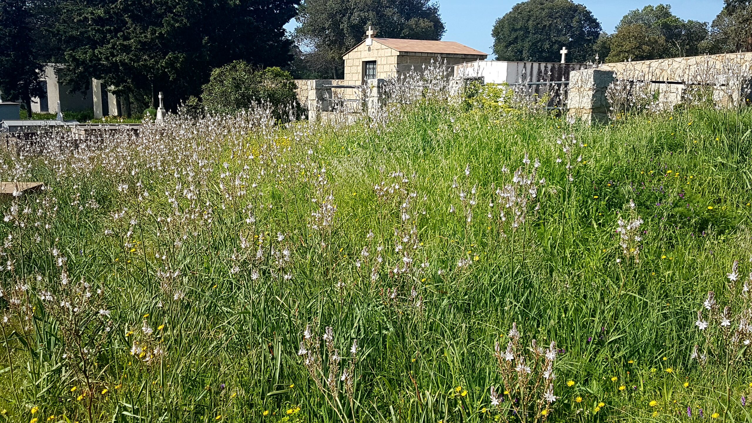 You are currently viewing PIANOTTOLI-CALDARELLO, CIMETIERE