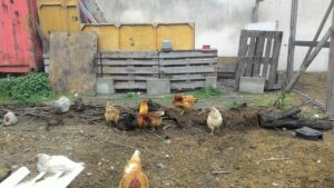 Lire la suite à propos de l’article SAINT-DENIS, JARDIN-DU-RU-DE-MONTFORT