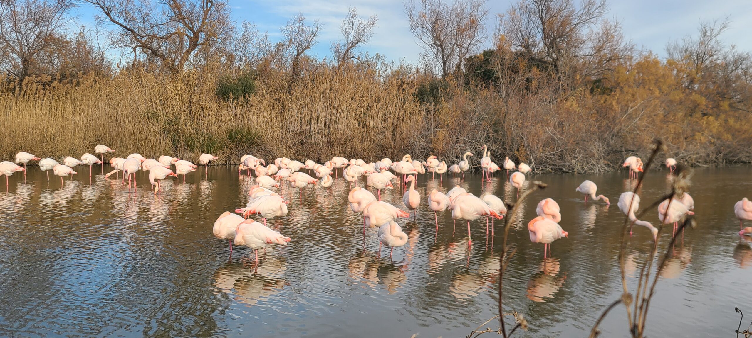 You are currently viewing SAINTES-MARIES-DE-LA-MER, RESERVE-ORNITHOLOGIQUE