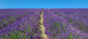 Lire la suite à propos de l’article VALENSOLE, VILLAGE