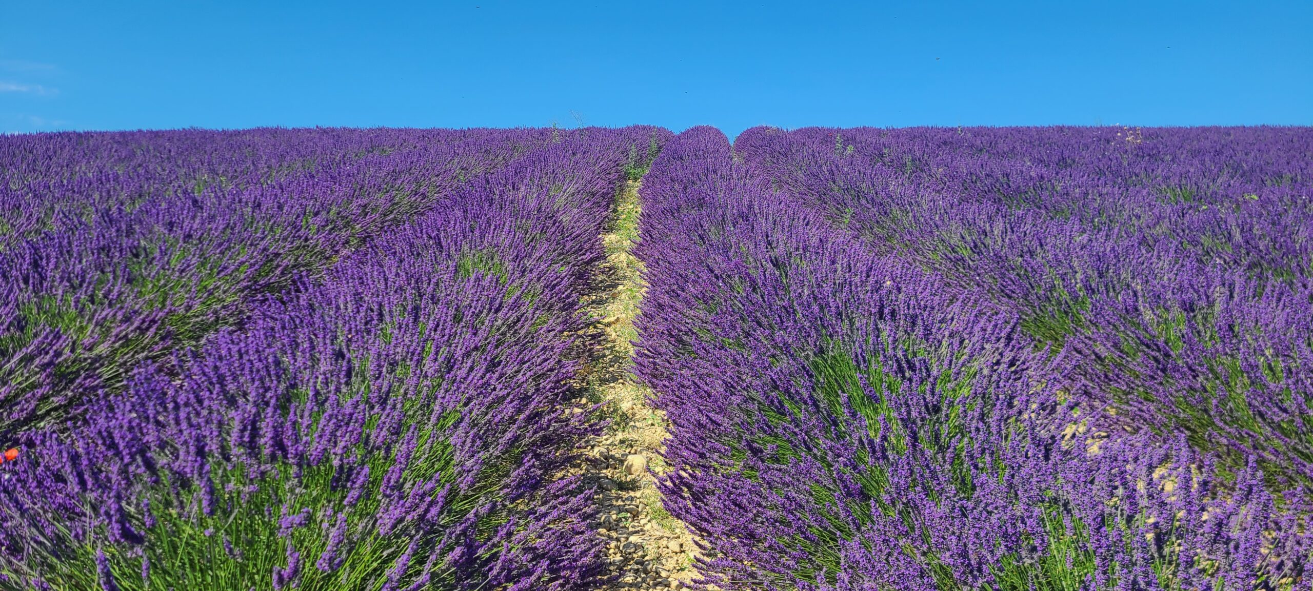 You are currently viewing VALENSOLE, VILLAGE