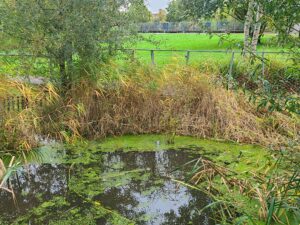 Lire la suite à propos de l’article VILLENEUVE-LE-ROI, JARDIN-DU-BORD-DE-L-EAU