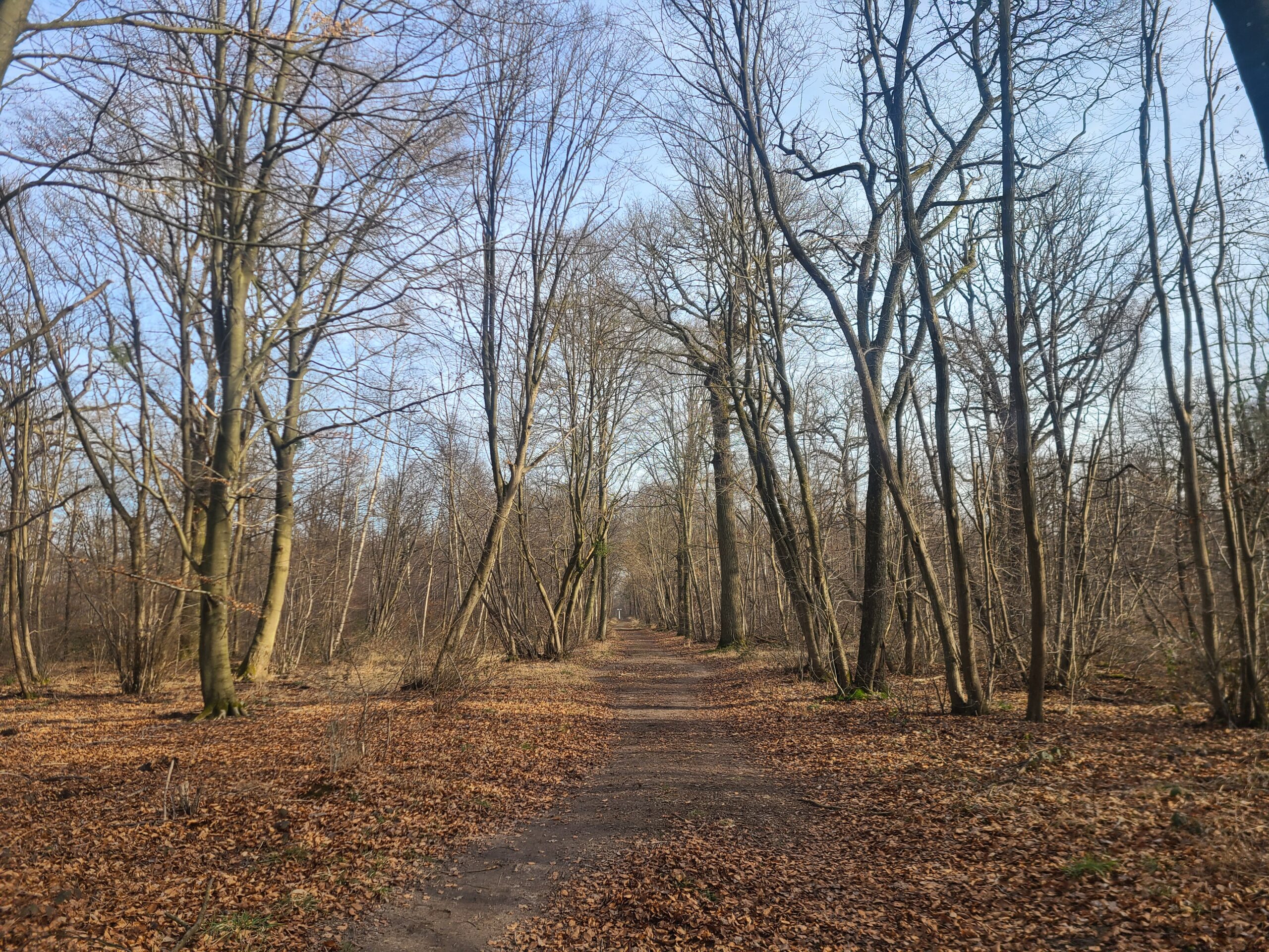 You are currently viewing COYE-LA-FORET, MASSIF-FORESTIER