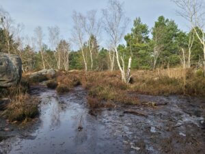 Lire la suite à propos de l’article NOISY-SUR-ECOLE, FORET-DES-TROIS-PIGNONS